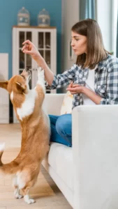 Keep Your Pet's Routine Consistent