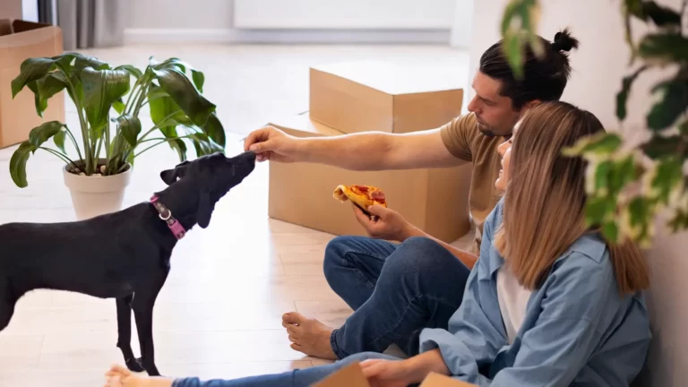 Moving with Pets in Toronto: Tips for a Smooth Transition
